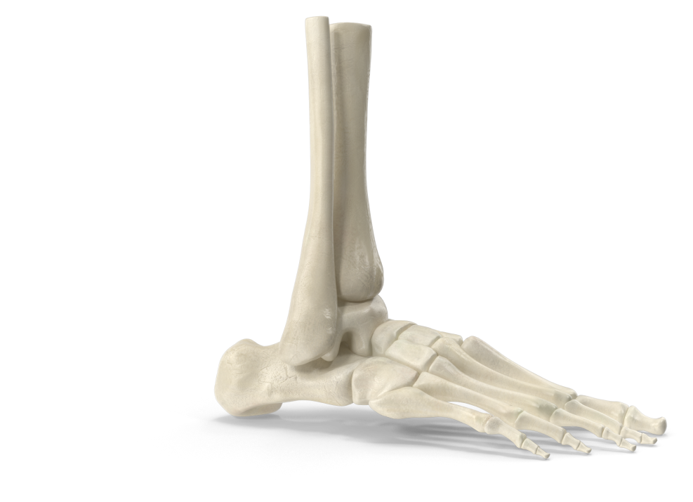 Foot Model